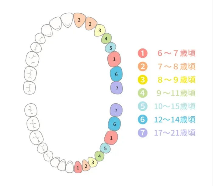 永久歯に生え変わる年齢の目安
